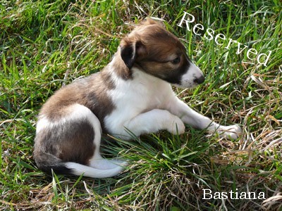 Bastiana