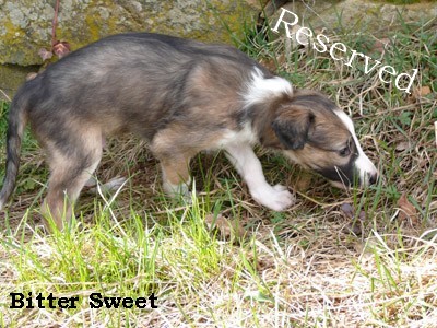 Bitter sweet