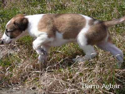 Barro Agbar