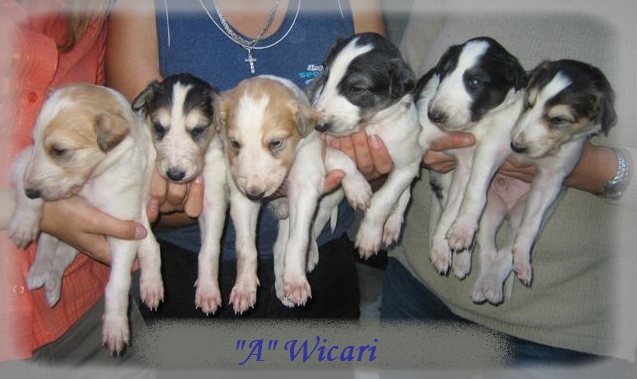 litter A - 3,5 weeks old